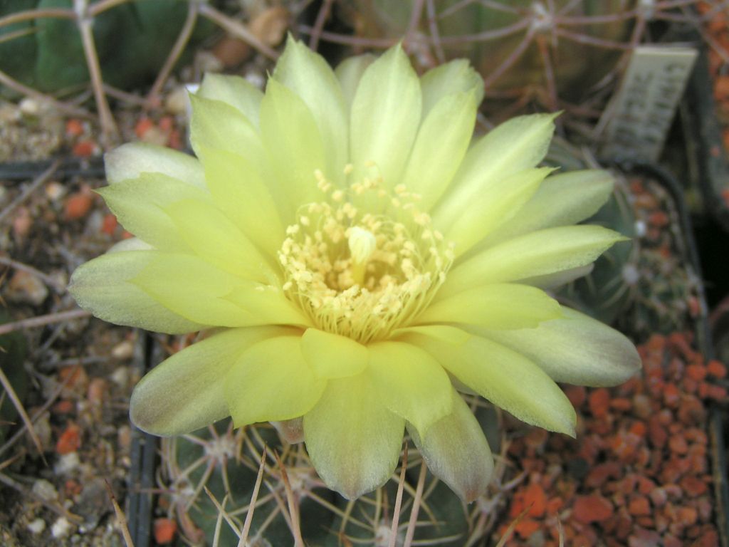 Gymnocalycium andreae